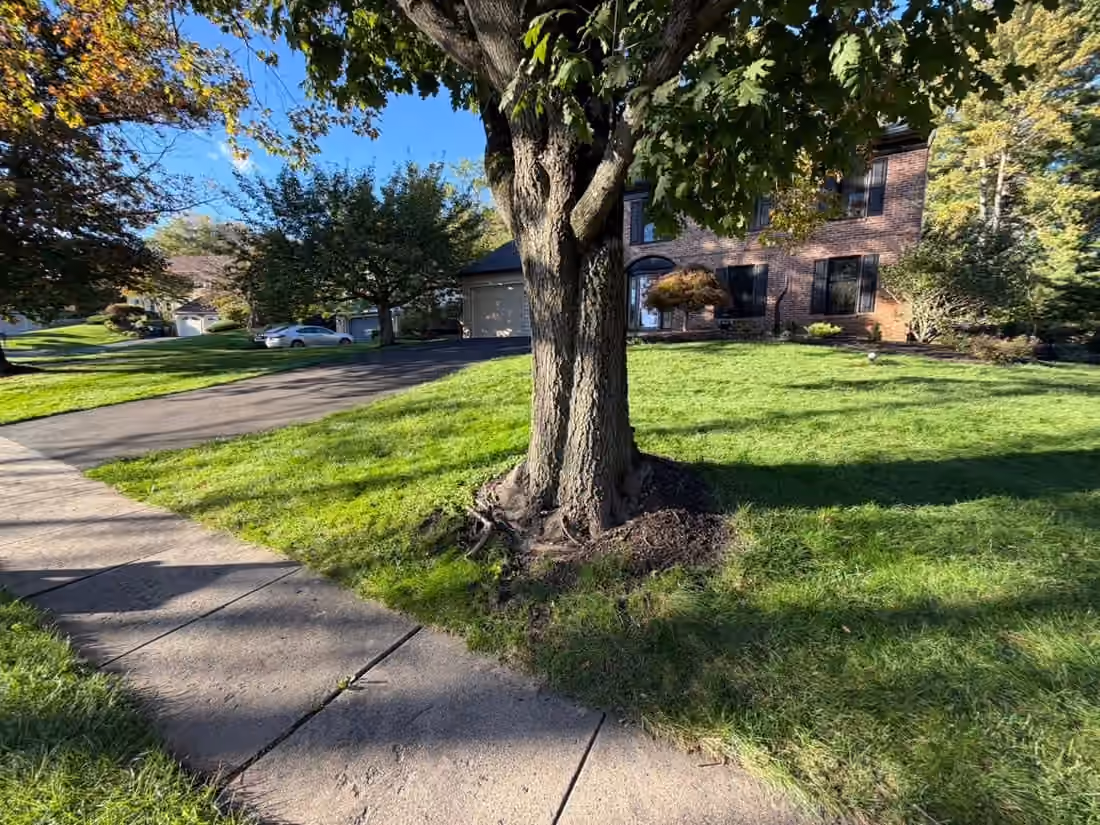 The same front lawn and sidewalk under the oak, clear of leaves after the cleanup