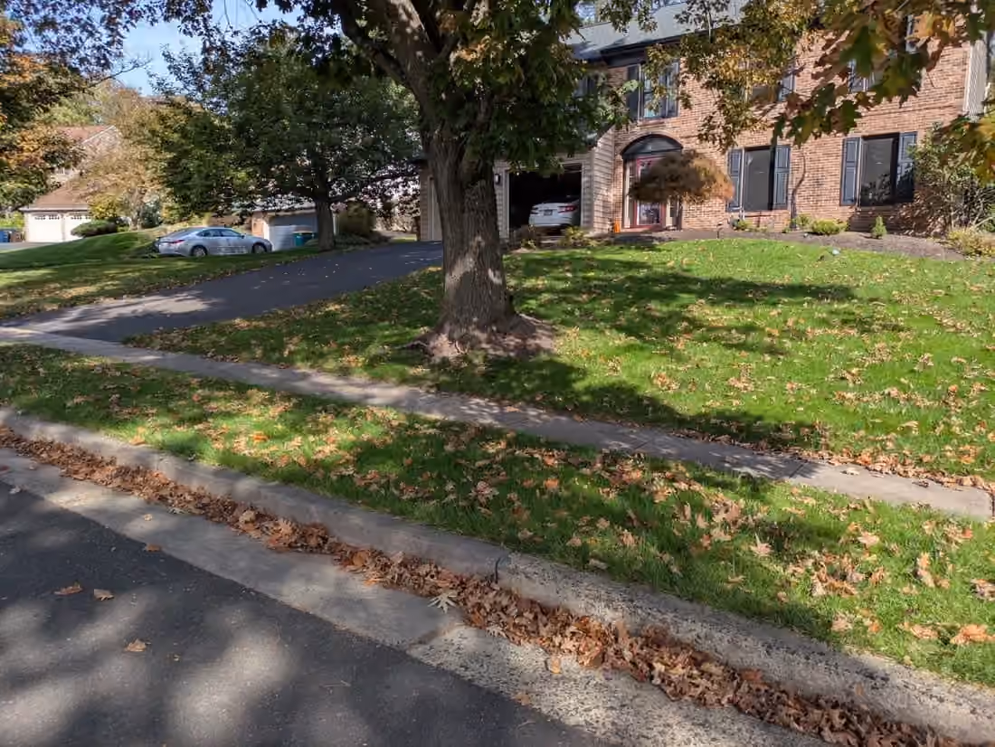 Fallen oak leaves across a front lawn, the tree lawn and the curb before the cleanup