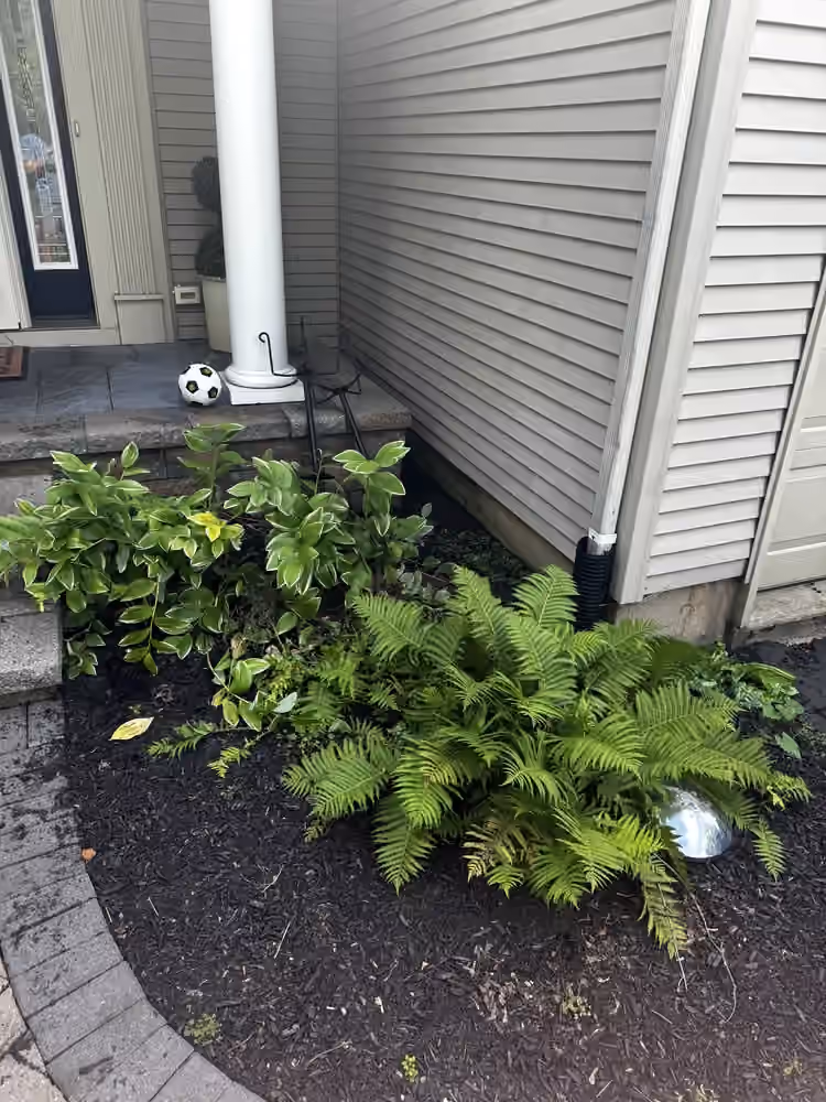 Ferns and hostas in a freshly mulched bed beside the front porch