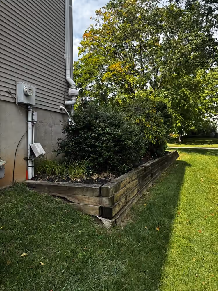 Mulched timber-edged bed with a large shrub along the side of the house