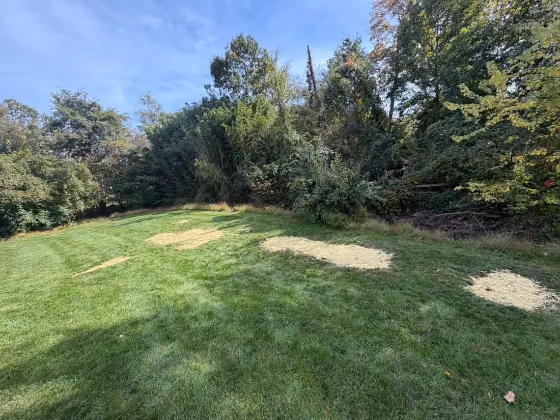 Straw-covered patches across a mowed back lawn running up to a line of trees